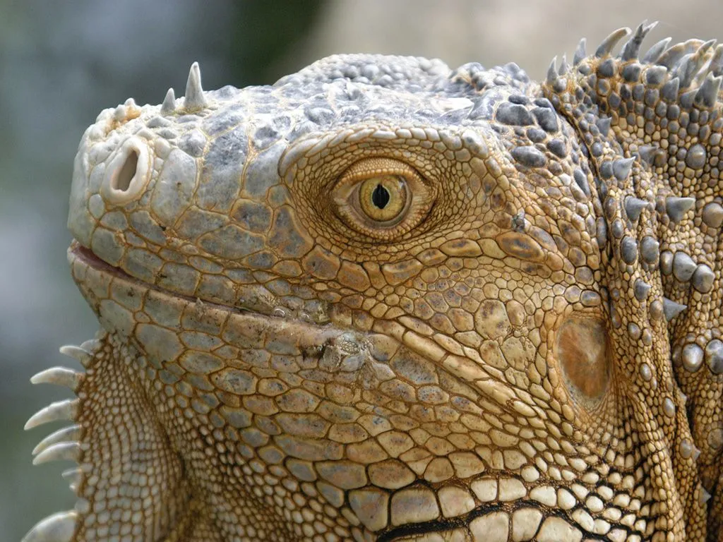 Iguana