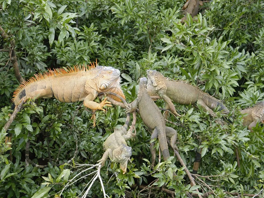 Iguanas