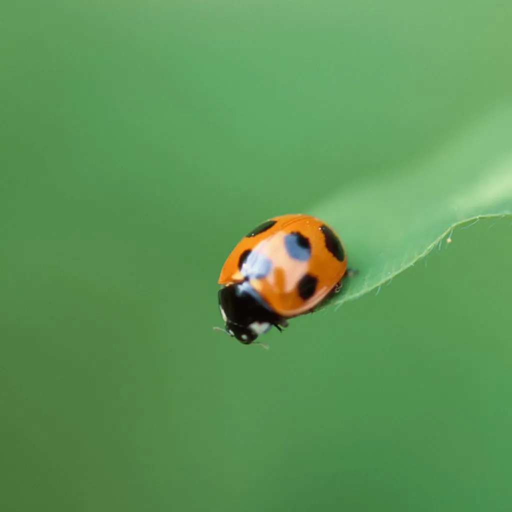 Ladybug