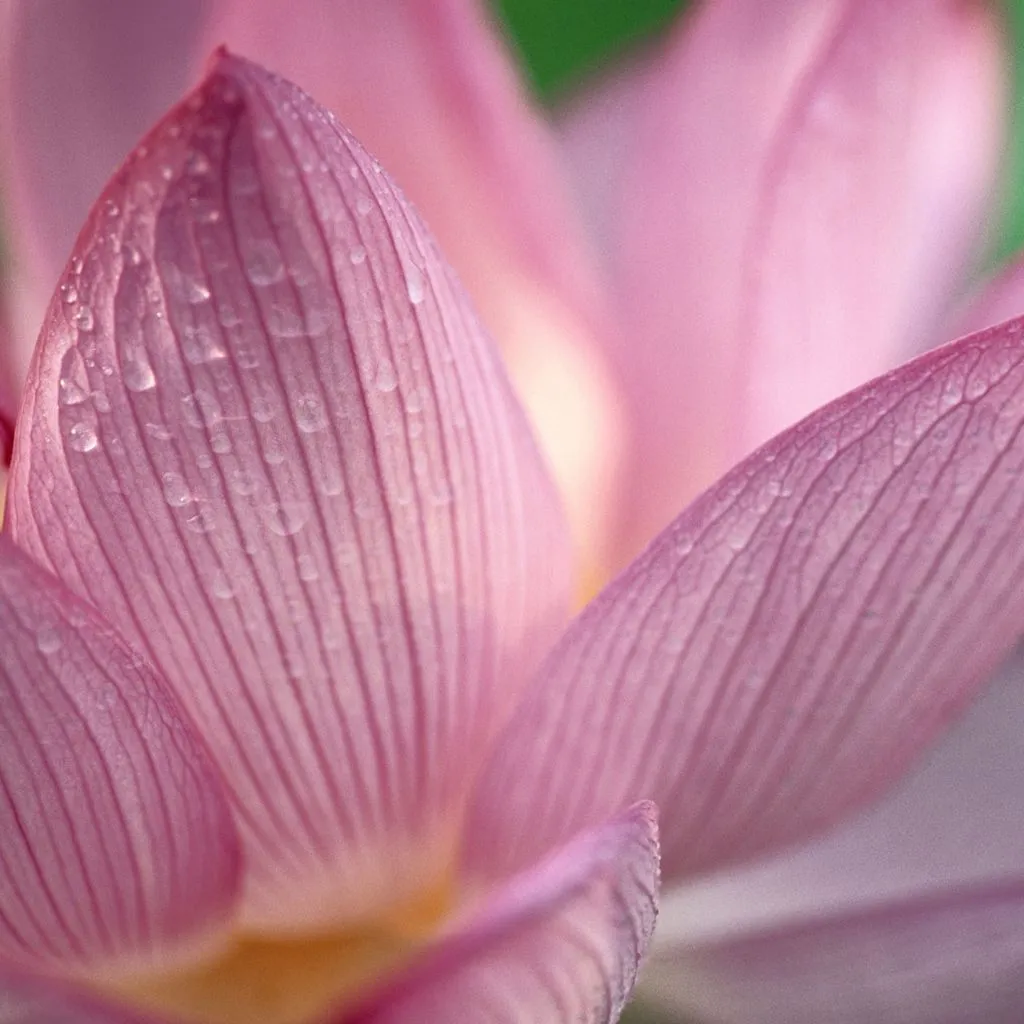 Lotus - Apple OS Wallpaper