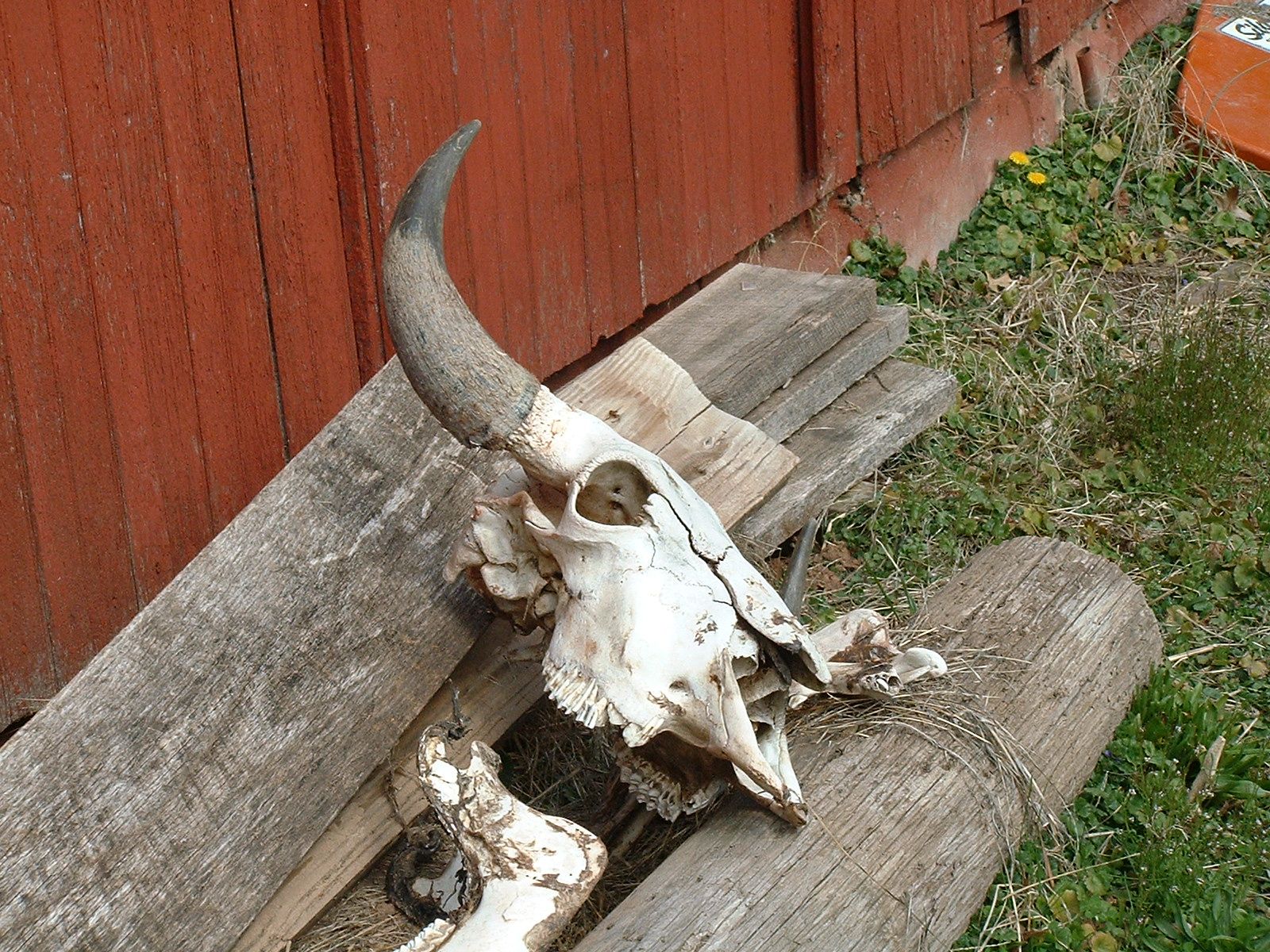 Still Life - Buffalo Skull