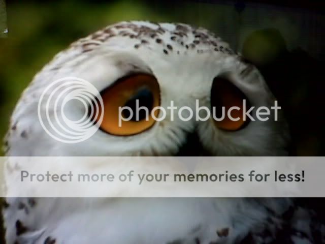 IMG00466-20101105-1413.jpg