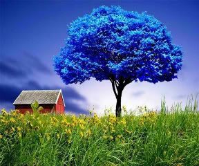 BlueTree_37.jpg