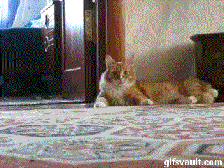 funny-cat-walking-hind-legs-animated-gif-pics.gif
