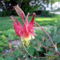 aquilegia.jpg