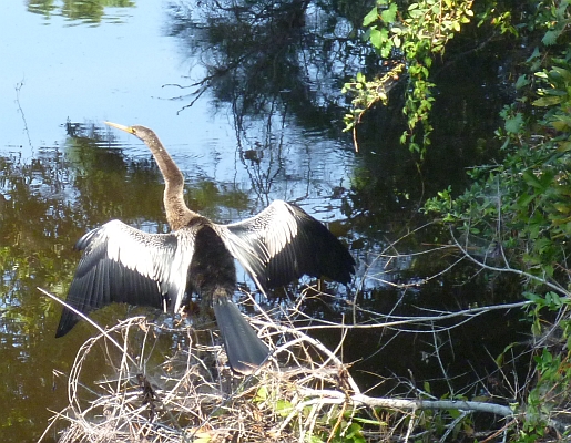 Anhingha.jpg