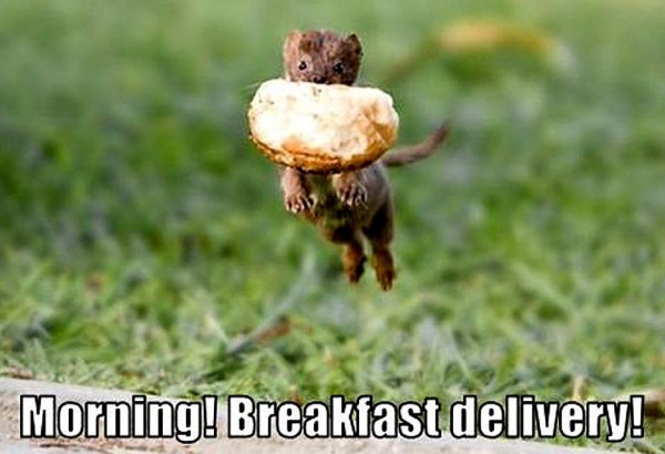 weasel-funny-animal-pic-600x410.jpg