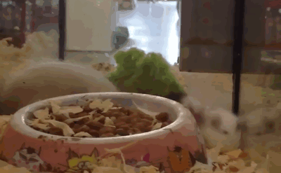 funny-hamster-falling-animated-gif-pics.gif