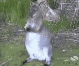 Cheeky-Bird-Kangaroo-Animated-GIF.gif