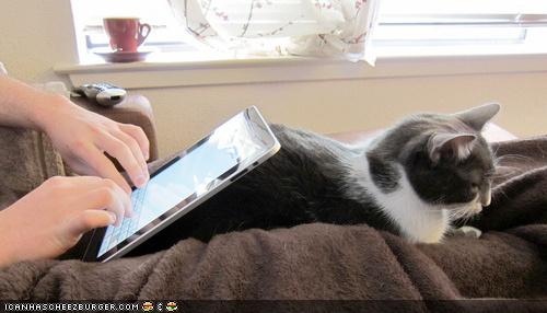 icat.jpg