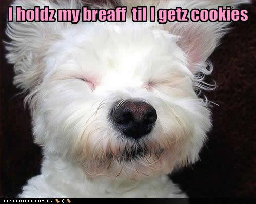 b1596_funny-dog-pictures-breaff-cookies.jpg