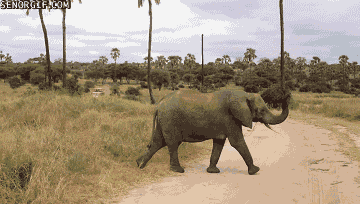 funny-baby-elephant-running-road-animated-gif-pics.gif