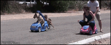 funny-dog-pushing-toy-car-race-animated-gif-pics.gif