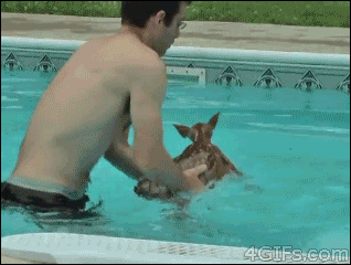 funny-baby-deer-animal-swimming-pool-animated-gif-pics.gif