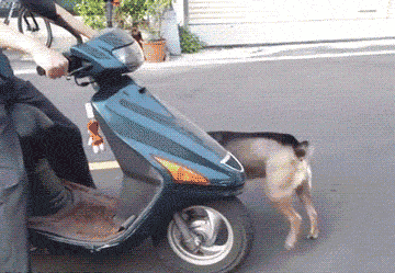 funny-pictures-dog-on-scooter-moterbike-animated-gif.gif