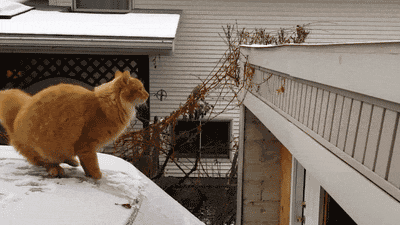 cat-falling-off-car-snow-animated-gif-funny-pictures.gif