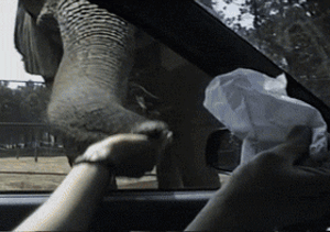 funny-pictures-elephant-stealing-food-animated-gif.gif