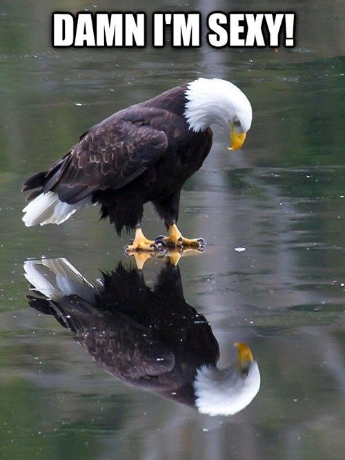 funny-pictures-eagle-ice-reflection-damn-sexy.jpg