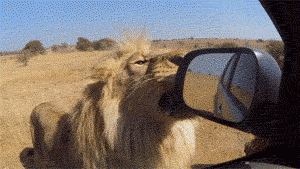 funny-pictures-lion-knocking-off-car-mirror-animated-gif.gif