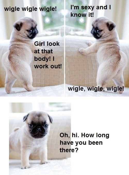 funny-dog-picture-0-pug-with-captions.jpg