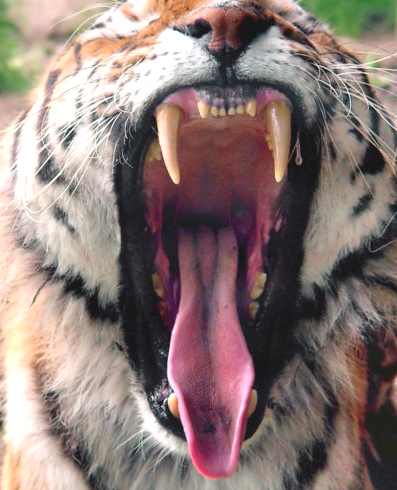 Tiger_yawn_teeth_bite.jpg